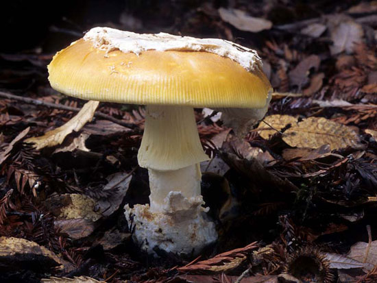 Amanita lanei - Mushroom Species Images